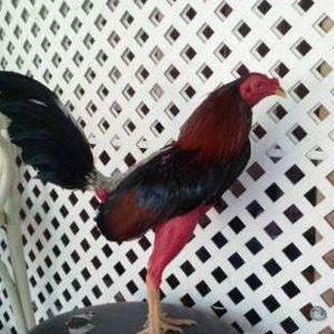 Meet your Posher, Delvis